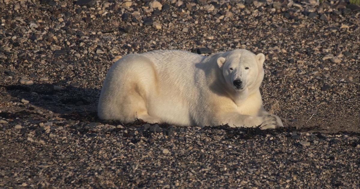 Climate Change Threatens Hudson Bay Polar Bears