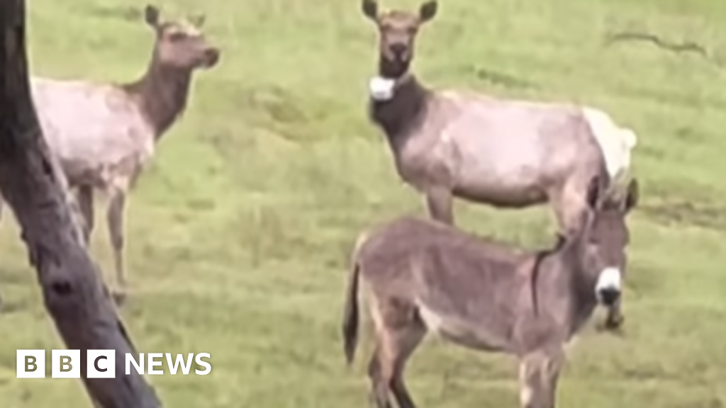 Pet Donkey Found Living with Elk Five Years After Escape