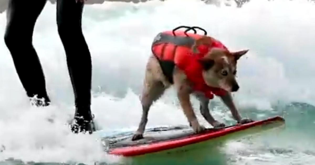 Surfing Dog Helps People Overcome Challenges