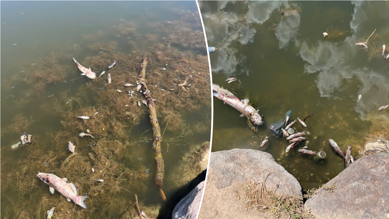 Hundreds of Dead Fish Found in Pond, Cause Still Under Investigation